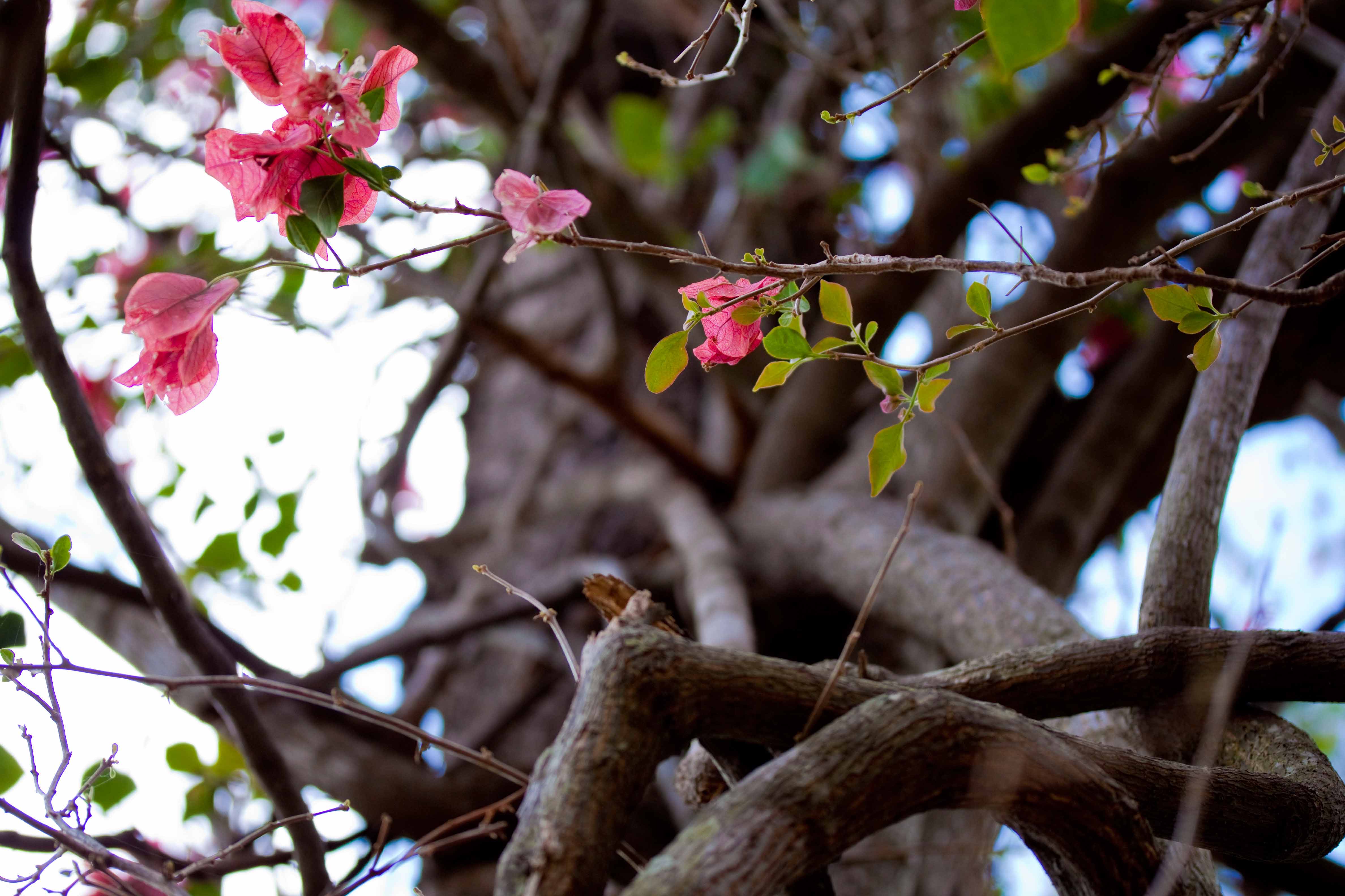 Breanna Hochstrasser - Flowers