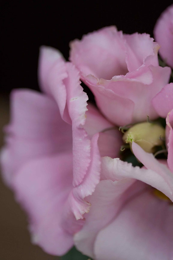 Breanna Hochstrasser - Nature photography
