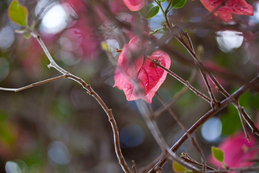 Breanna Hochstrasser - Nature photography