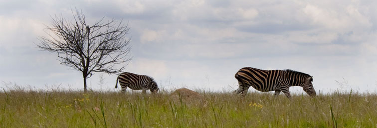 Breanna Hochstrasser - Animal photography