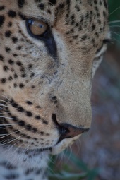 Breanna Hochstrasser - Leopard