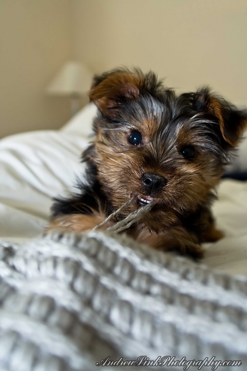 Andrew Link Photography