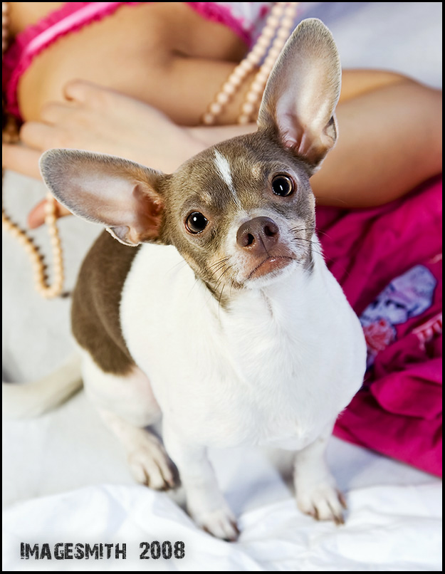 Vivienne Russell - Nicole's Dog Cochise