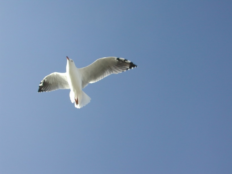 G I M production house