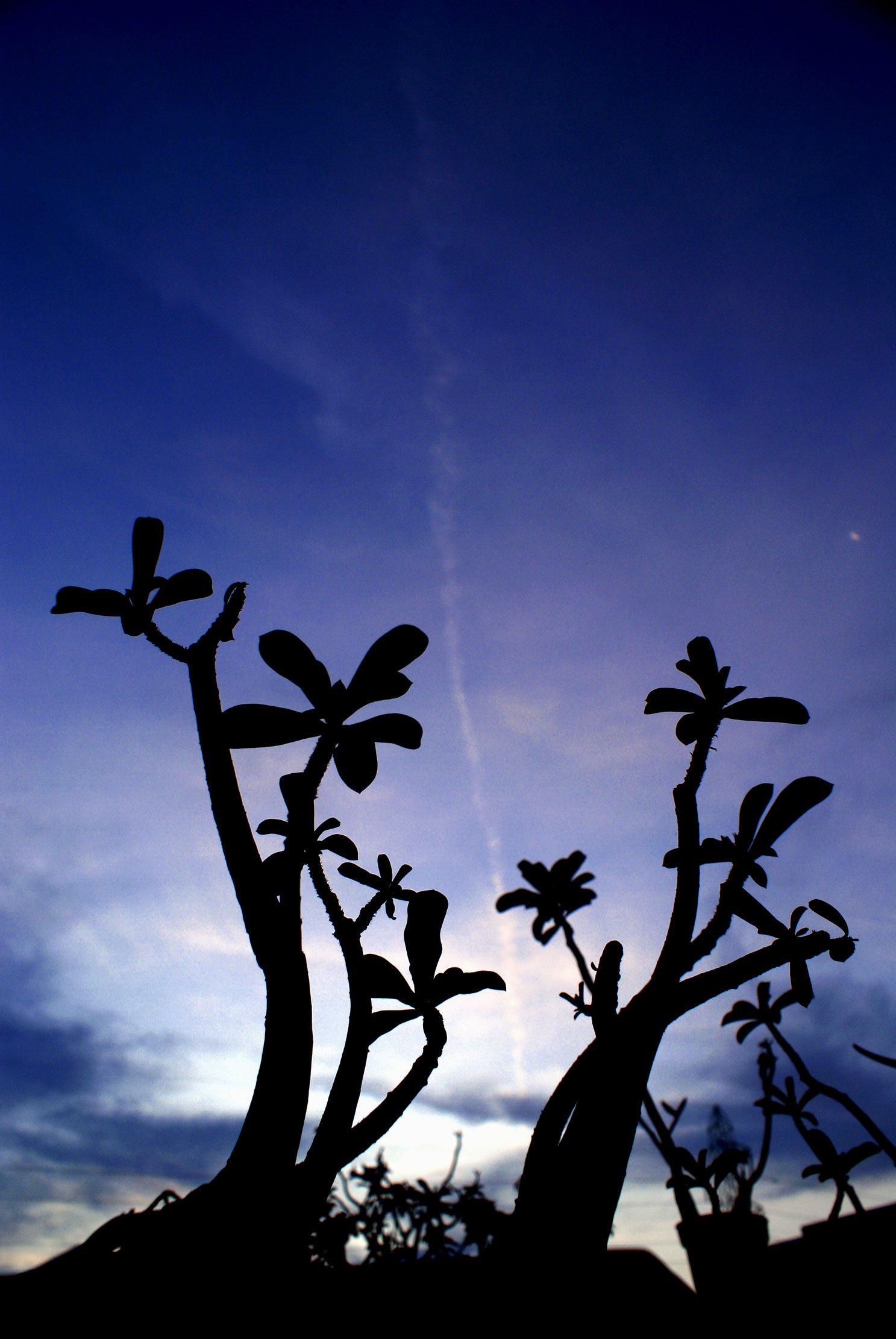 Widodo Andhi - Silhouette on Twilight