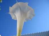 Max Gold - Datura on patio.