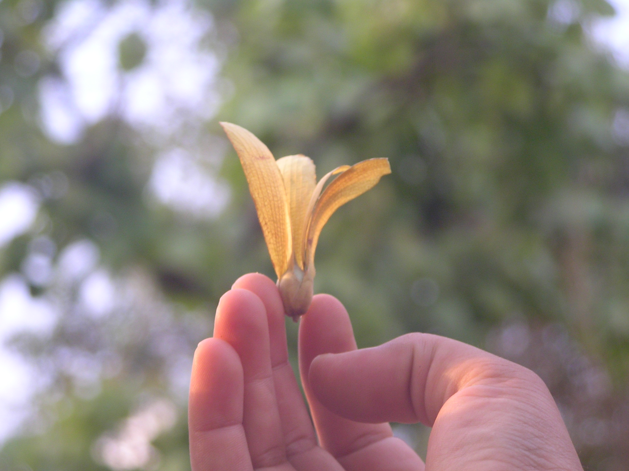 vishwajeet - sonchapha