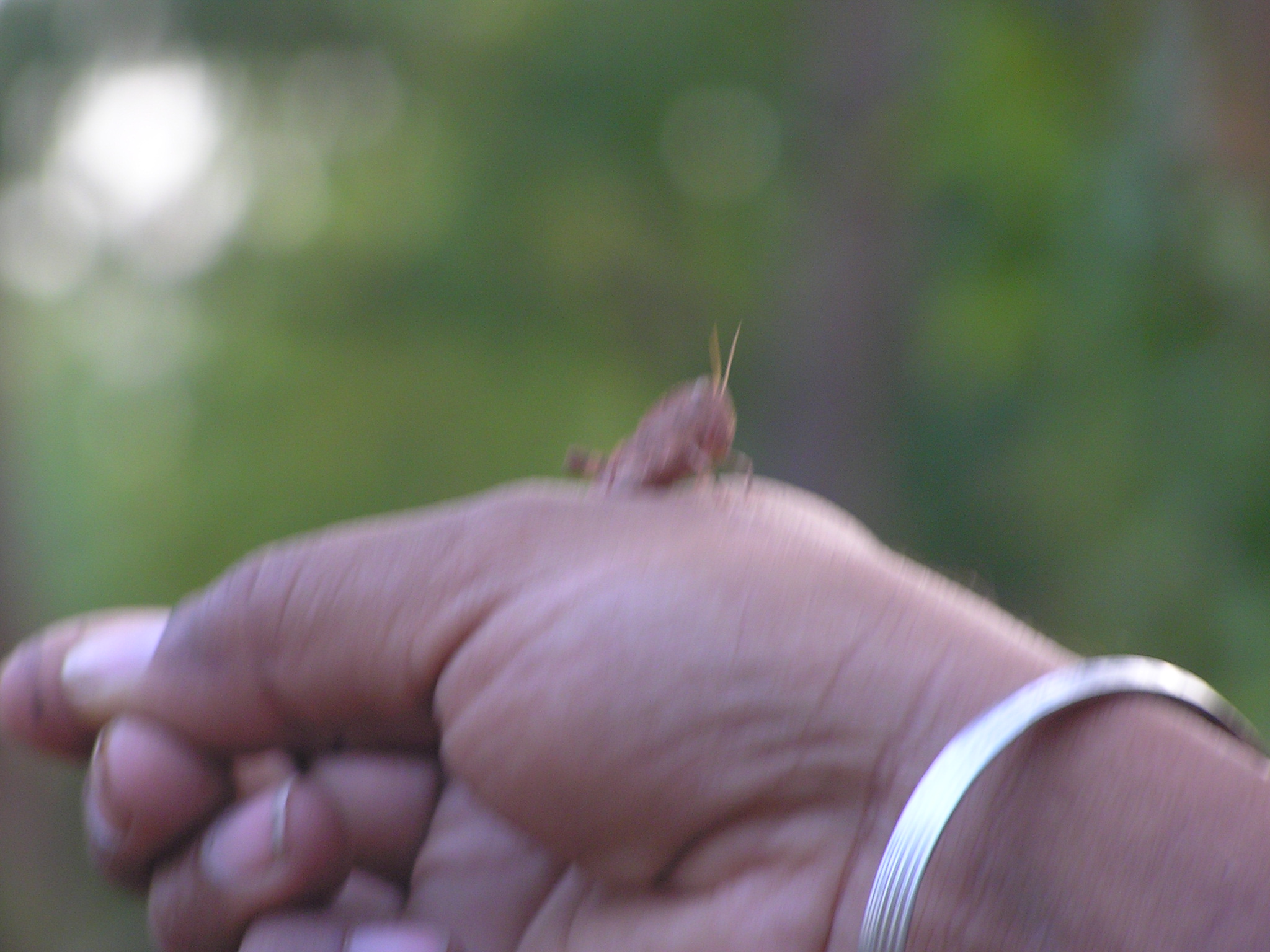 vishwajeet - naktoda