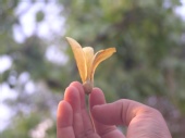vishwajeet - sonchapha