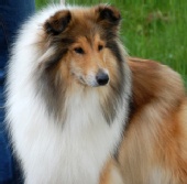 Rebecca Ruadh - Bella, my collie