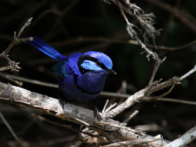 greg - male wren