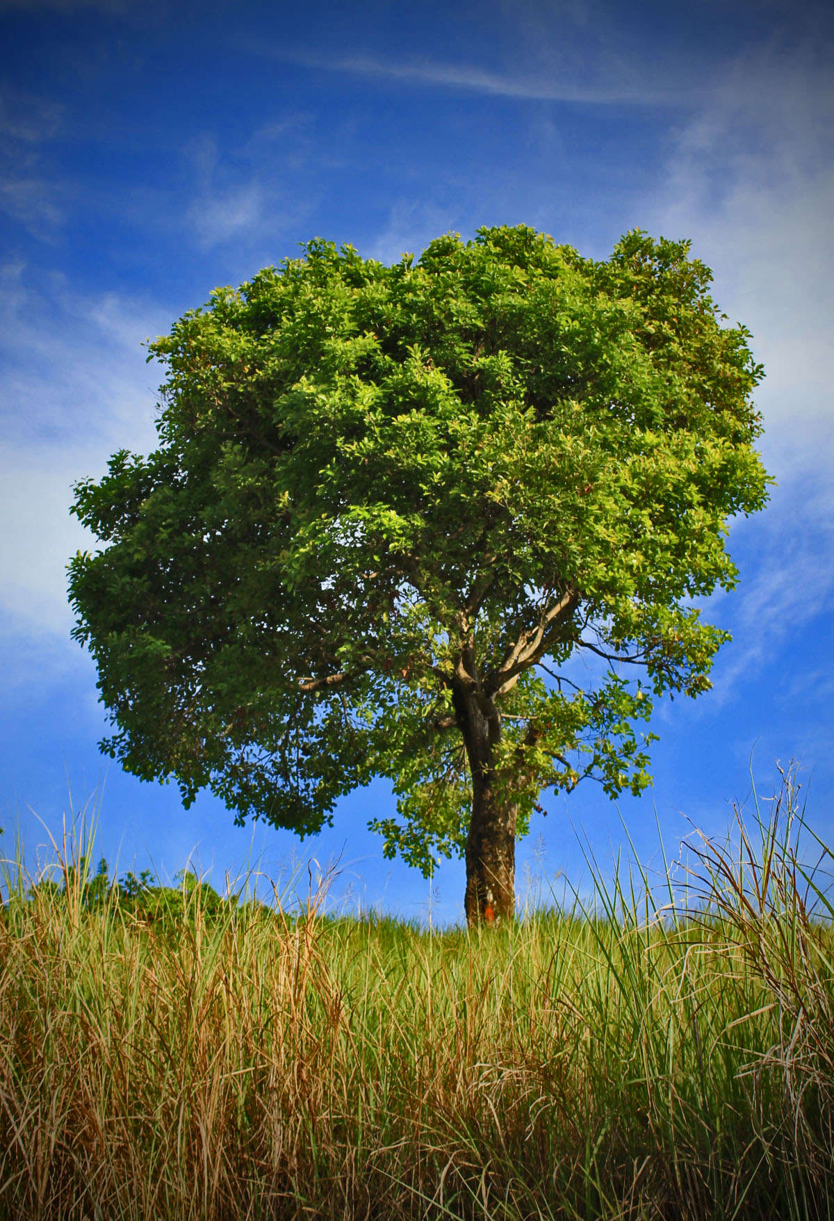 Nachtswaermer Kravinzski - tree