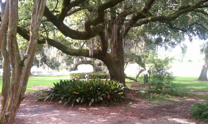 John - Live Oak 2