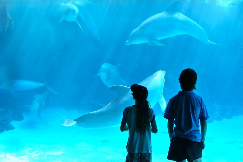 GreatWhiteNorthStudio