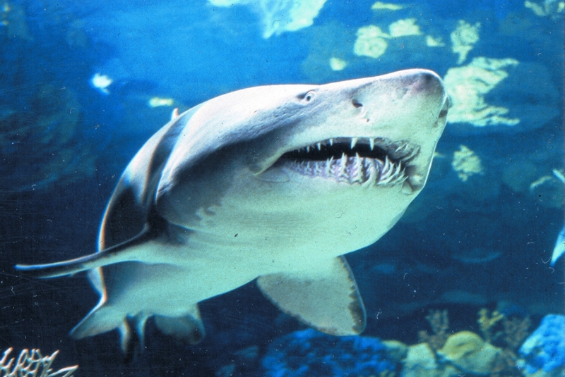Mark - Sandtiger Shark