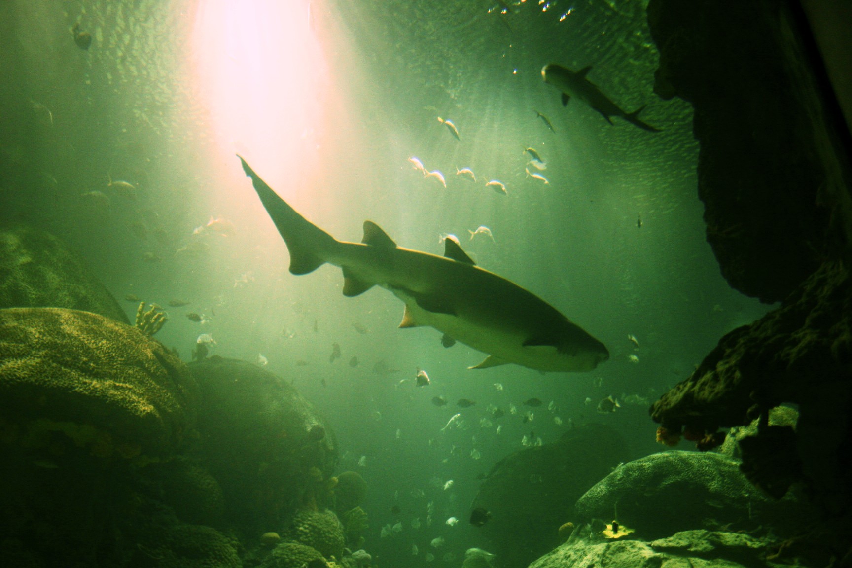 Mark - Sandtiger Silhouette