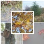 Zoe - Collage of fall
