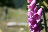 Raymond - Fox Glove