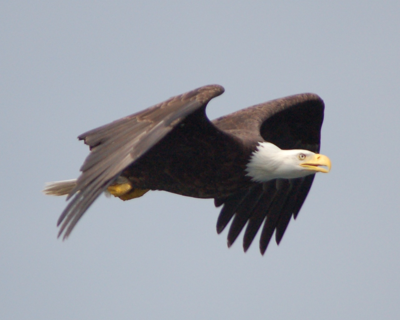 Rick Merlin - Eagle in flight