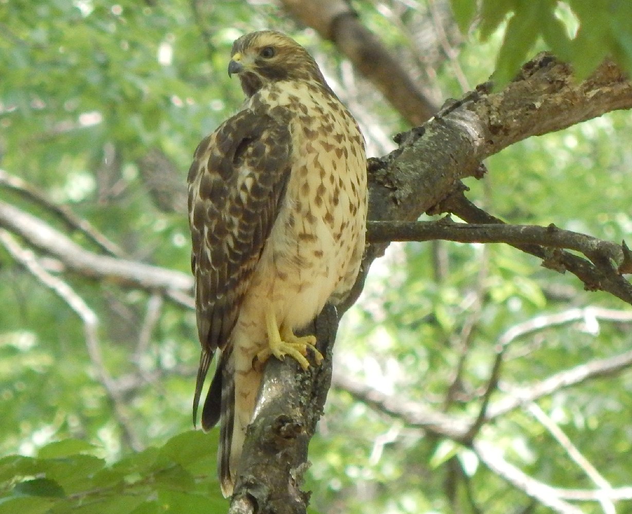 Mark Everhardt - Red shouldered hawk