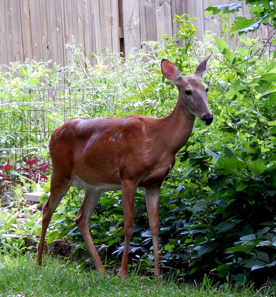 Mark Everhardt - Backyard visitor