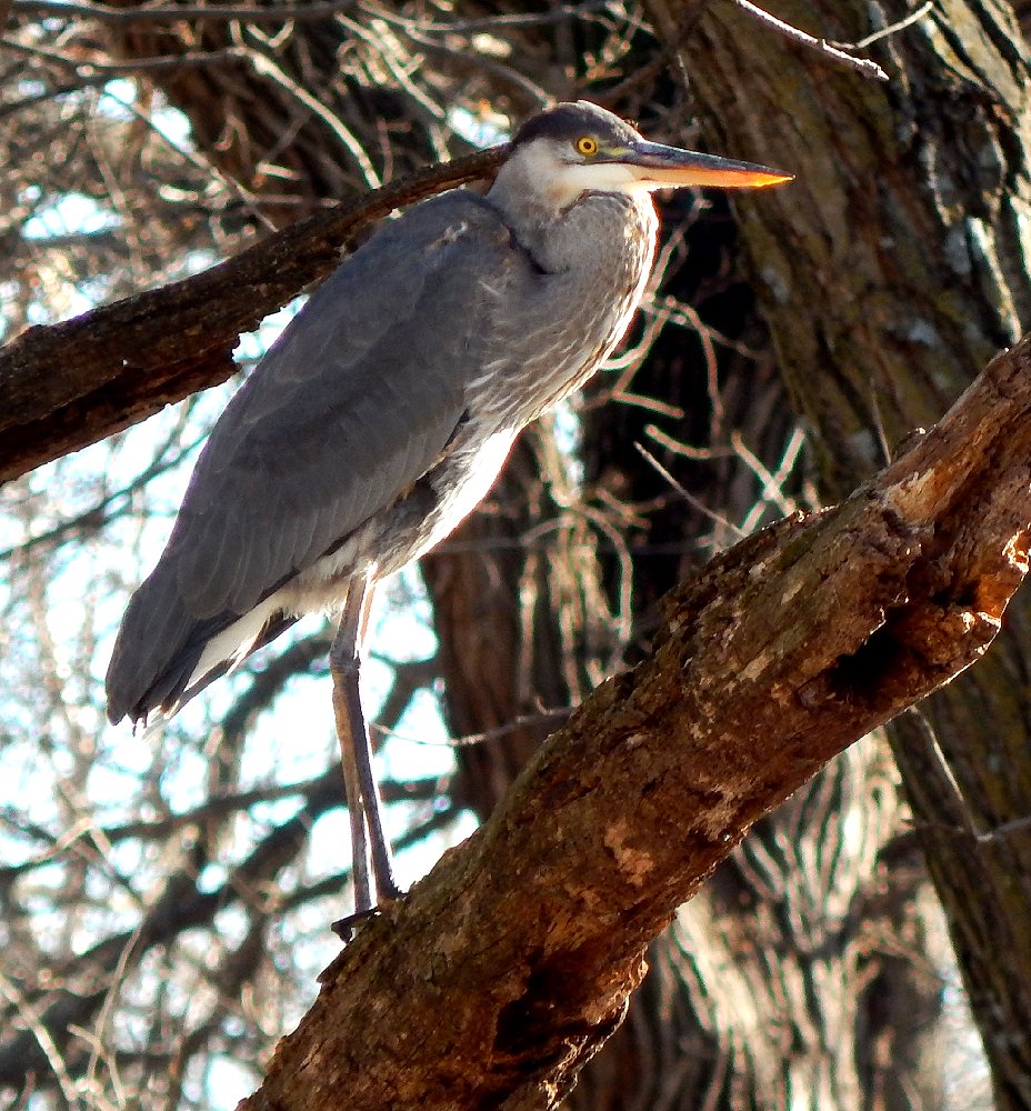 Mark Everhardt - Blue Heron
