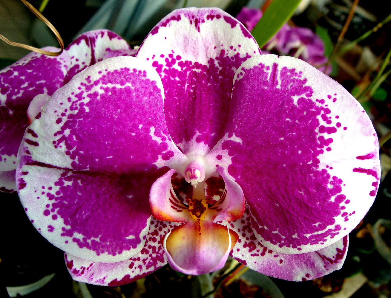 Mark Everhardt - Phaleonopsis orchid