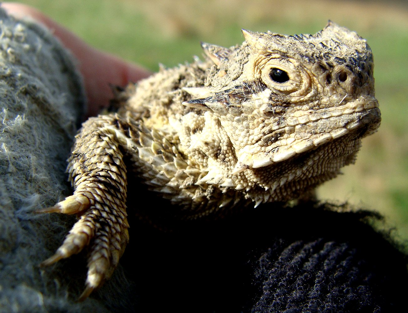 Mark Everhardt - Horned lizard
