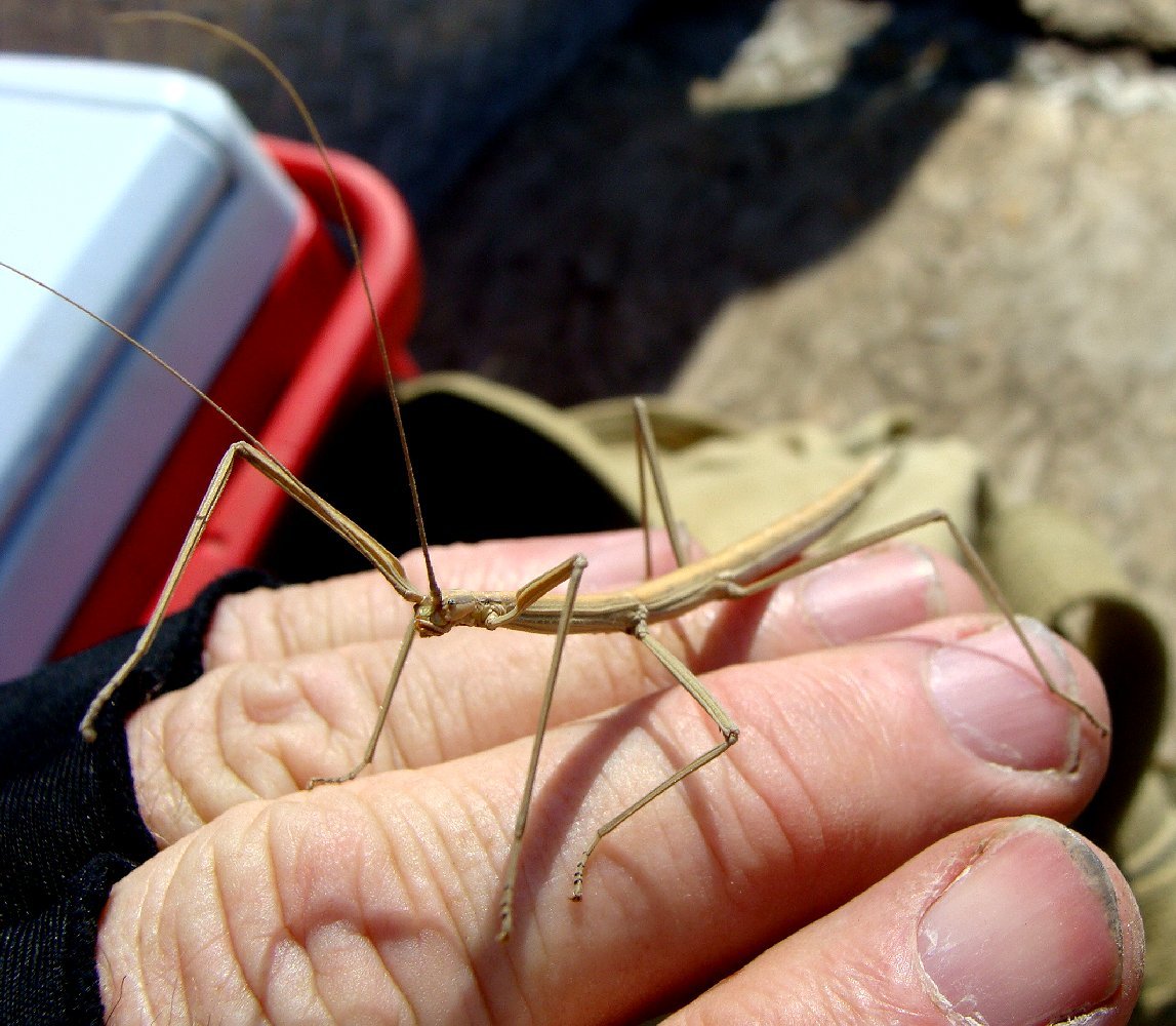 Mark Everhardt - Walking stick (insect)