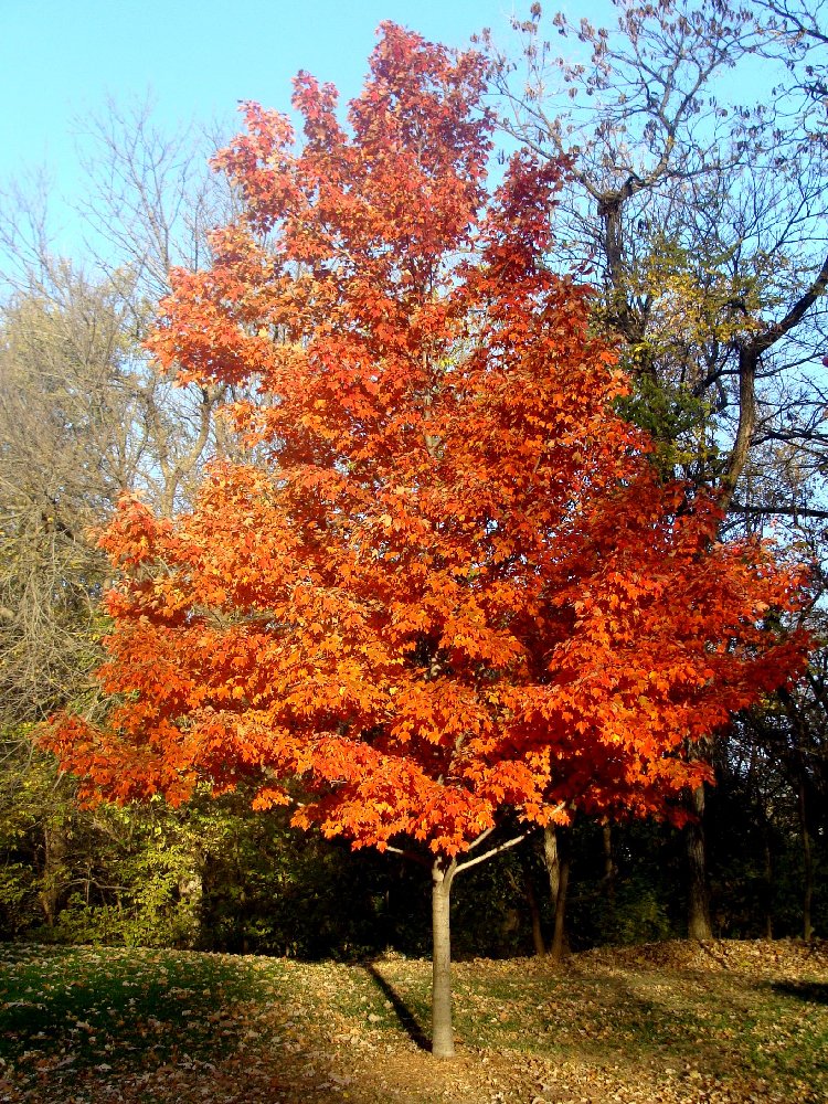 Mark Everhardt - Fall Colors