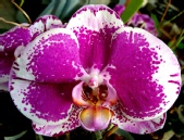 Mark Everhardt - Phaleonopsis orchid