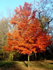 Mark Everhardt - Fall Colors